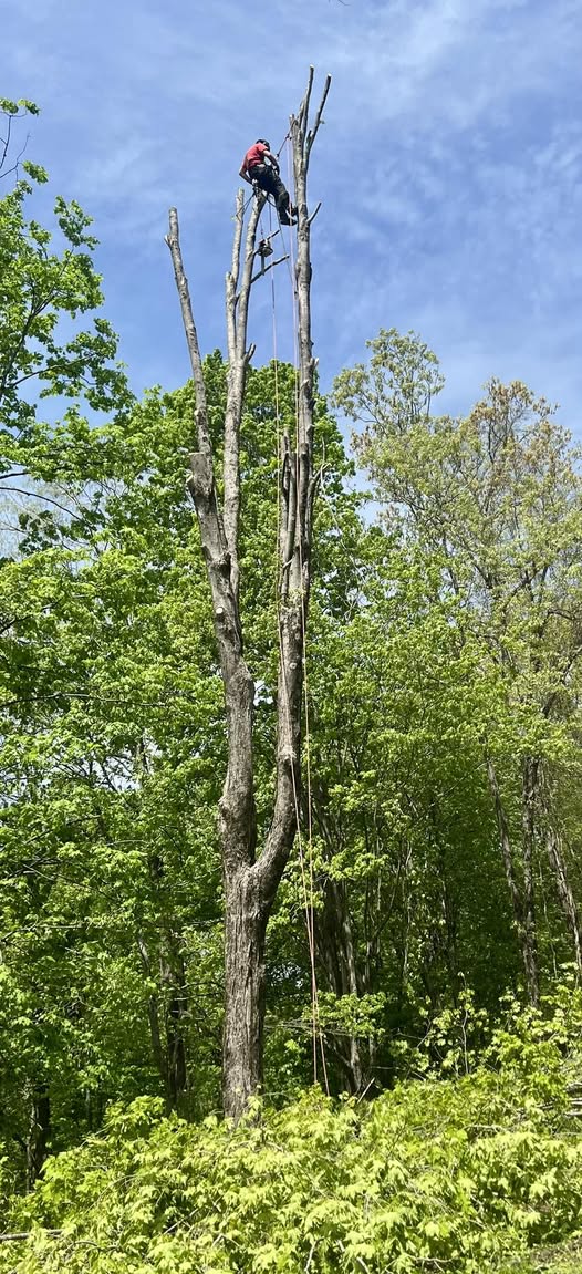A climber in spike gear working near the top of a very tall, storm-damaged dead tree during a technical removal, rigging lines visible.